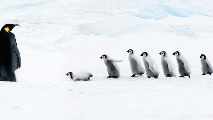 7 дистрибутивов Linux,
