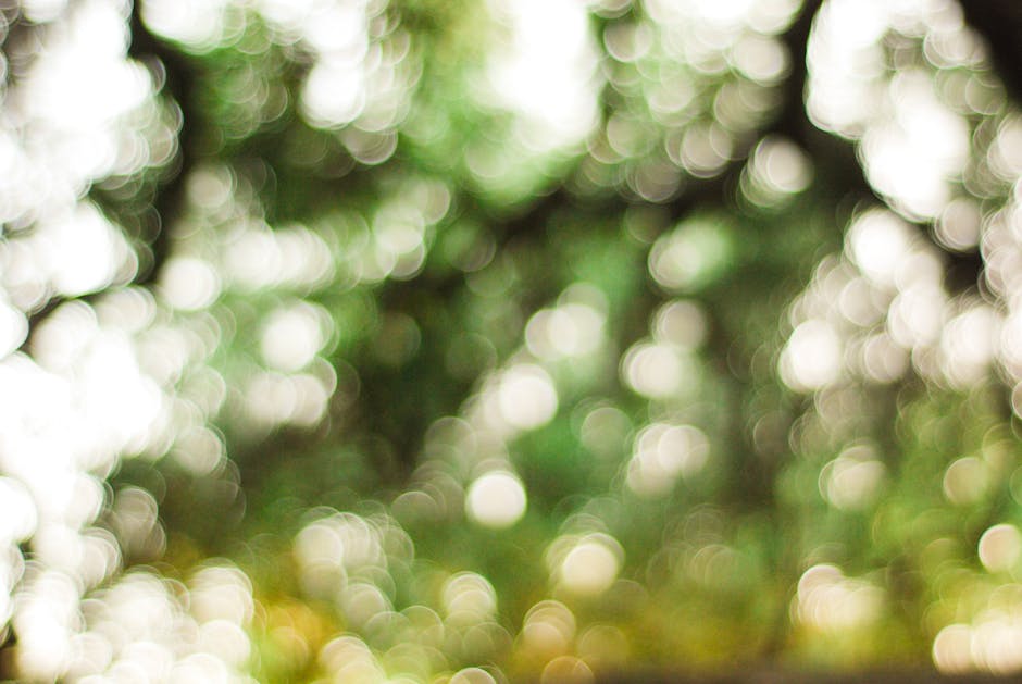 Soft focus image capturing the magical bokeh of sunlit trees in a forest setting.